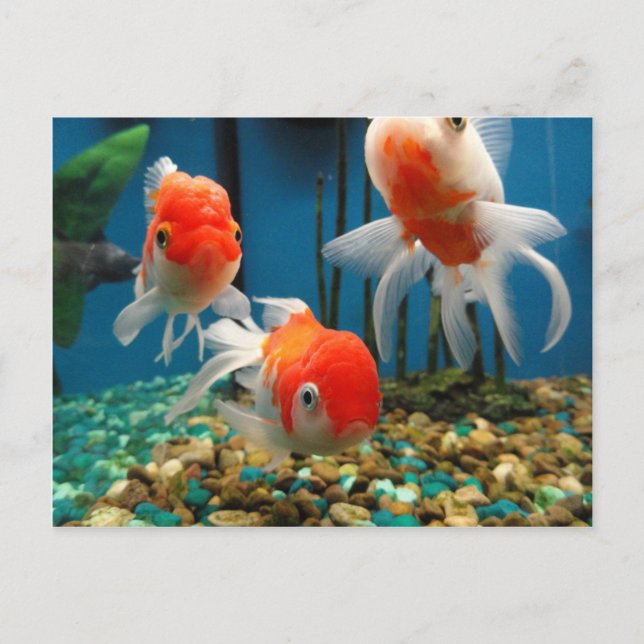 Go Fish Postcard (Front)