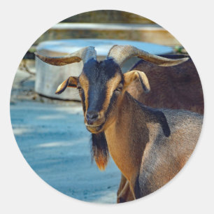 Goat 494 Sticker