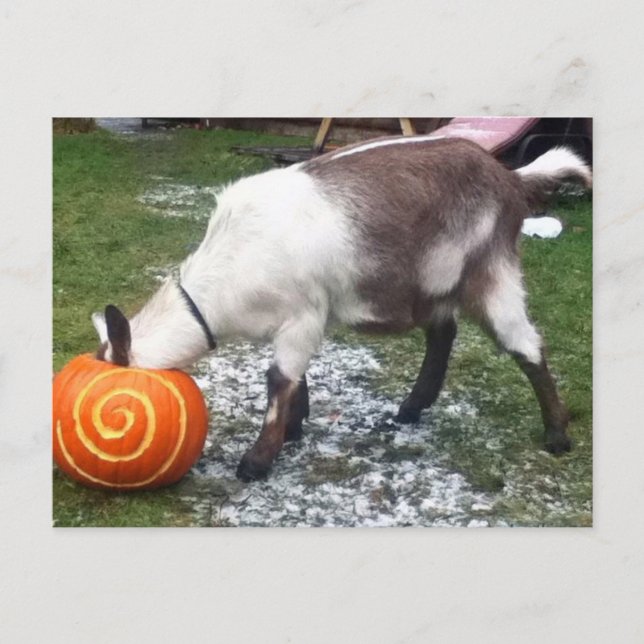 Goat and Pumpkin Postcard (Front)
