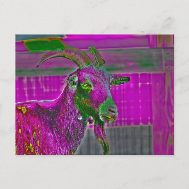 Goat Art Postcard (Front)