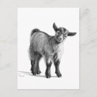 Goat baby G097 Postcard