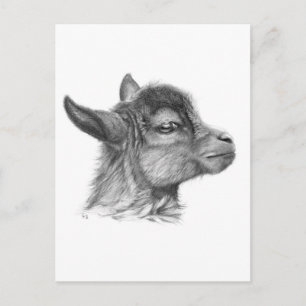 Goat Baby G099 Postcard