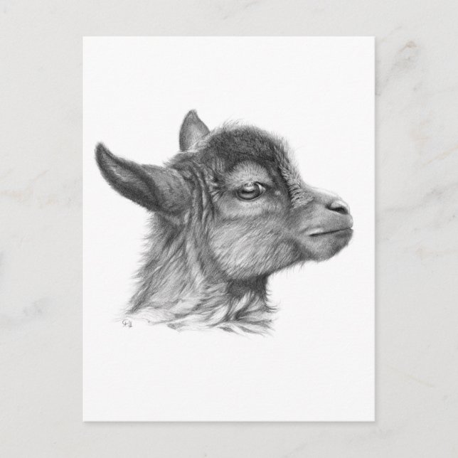 Goat Baby G099 Postcard (Front)