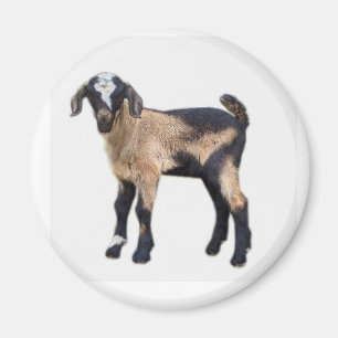 Goat baby magnet
