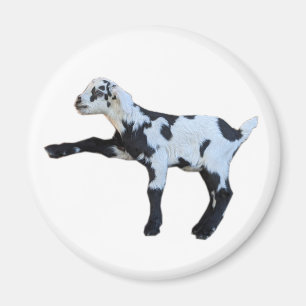 Goat baby magnet