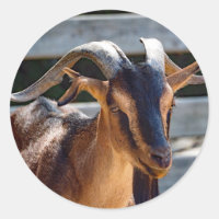Goat Black Brown Horns Animal Photo