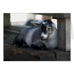 Goat Blank Card