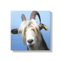 Goat canvas