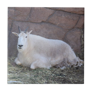Goat Ceramic Tile