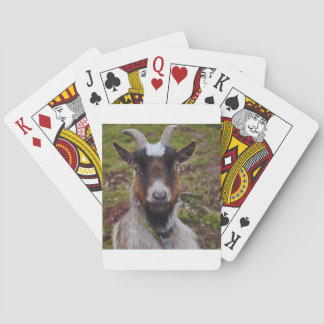 Goat close up. playing cards