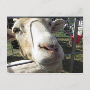 Goat Close Up Postcard