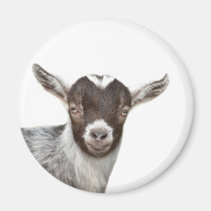 Goat cute farm animal photo magnet