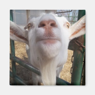 Goat Face Magnet