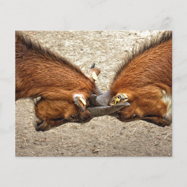 Goat horn ram custom personalise Anniversaries Flyer (Front)
