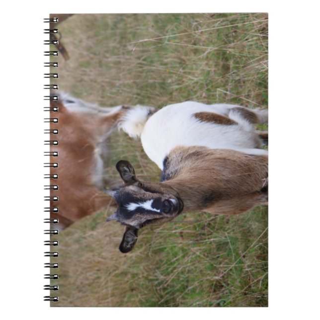 Goat in a field notebook (Front)