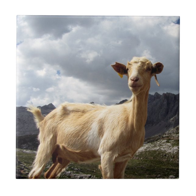 Goat in Mountains in Asturias, Spain Tile (Front)
