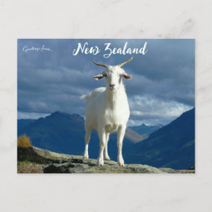 Goat in Queenstown New Zealand Postcard