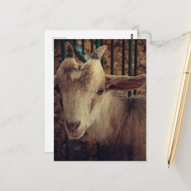 Goat Kid at the County Fair Postcard (Front/Back In Situ)