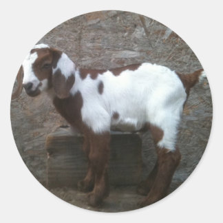 Goat kid sticker