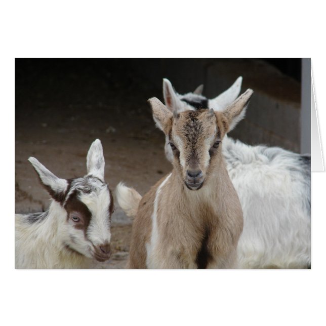 Goat Kids (Front Horizontal)