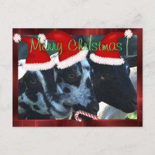 Goat Kids Christmas Postcard 2- can personalise