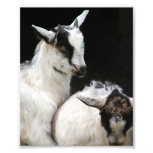 Goat Kids Photo Print