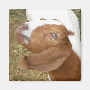 Goat Look Magnet