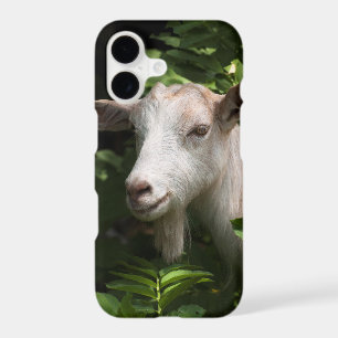 Goat looking at camera