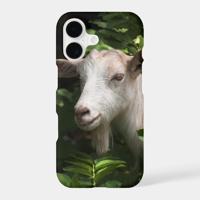 Goat looking at camera (Back)