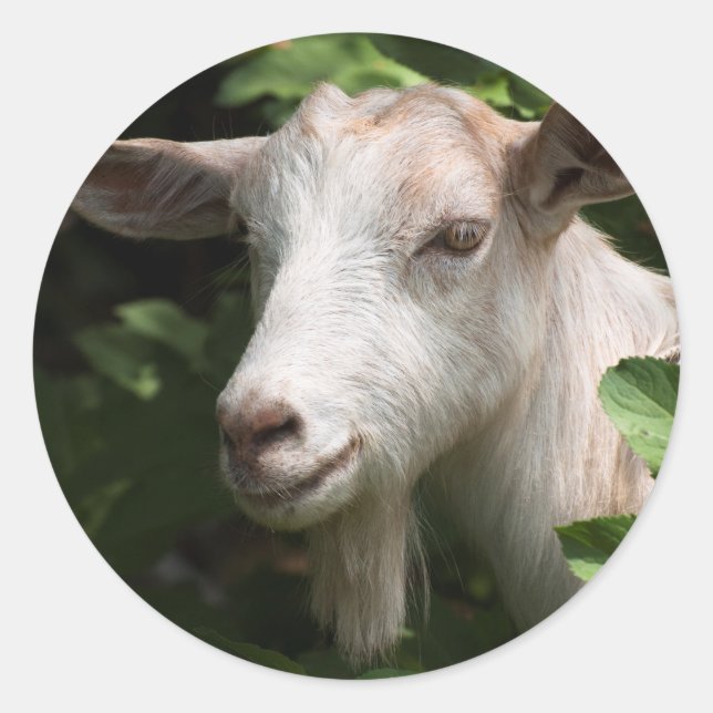 Goat looking at camera classic round sticker (Front)