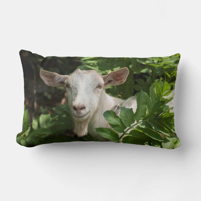 Goat looking at camera lumbar cushion (Front)