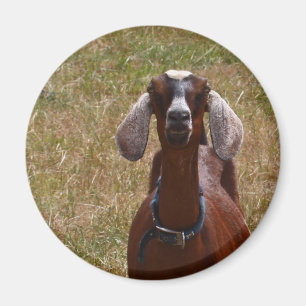 Goat Magnet
