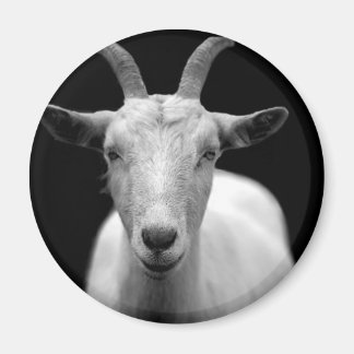 Goat Magnet