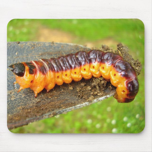 Goat Moth Caterpillar Mouse Mat (Front)
