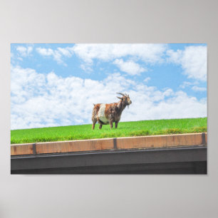 Goat on a Sod Roof in Sister Bay, Wisconsin Poster