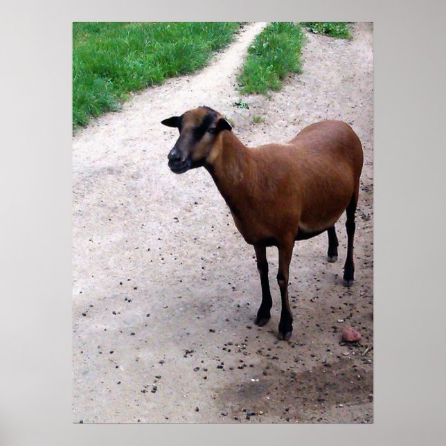 Goat on path Poster (Front)
