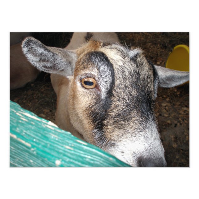 Goat Peeking Over Fence With One Eye Photo Print (Front)