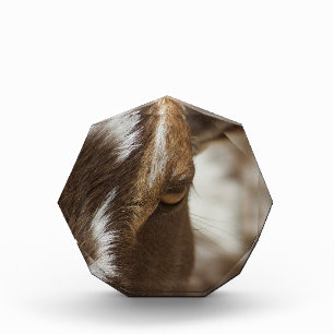 Goat Photo Block
