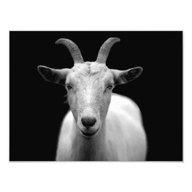 Goat Photo Print (Front)