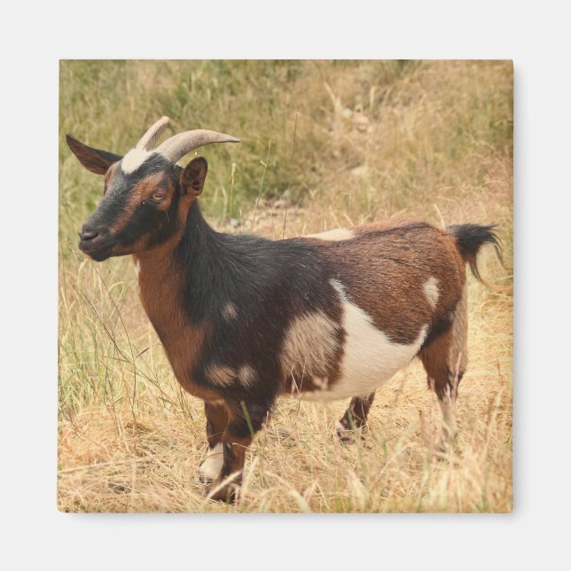 Goat Picture Magnet (Front)