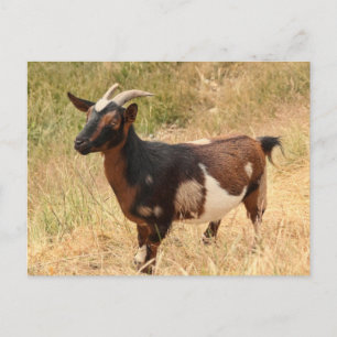 Goat Picture Postcard