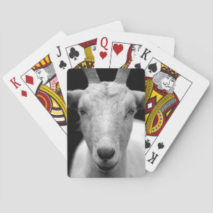goat playing cards