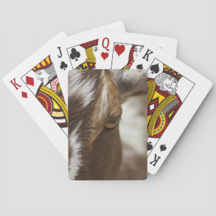 Goat Playing Cards