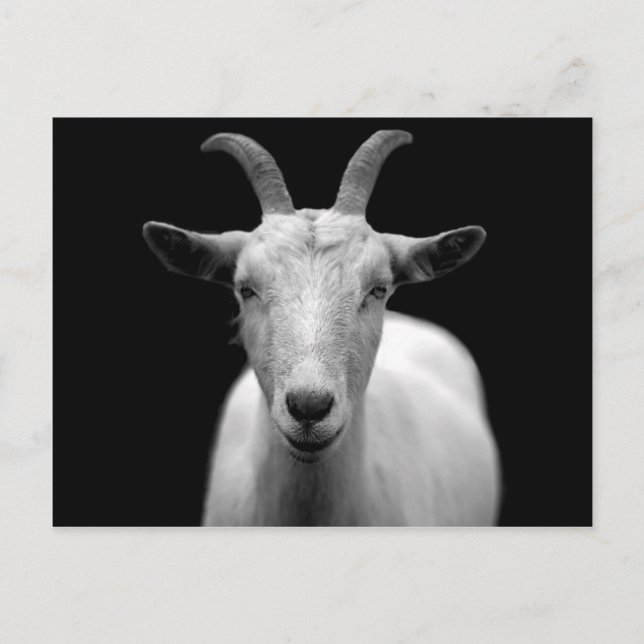 Goat portrait in black and white postcard (Front)
