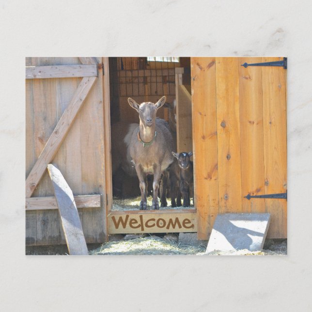 Goat Post Card (Front)