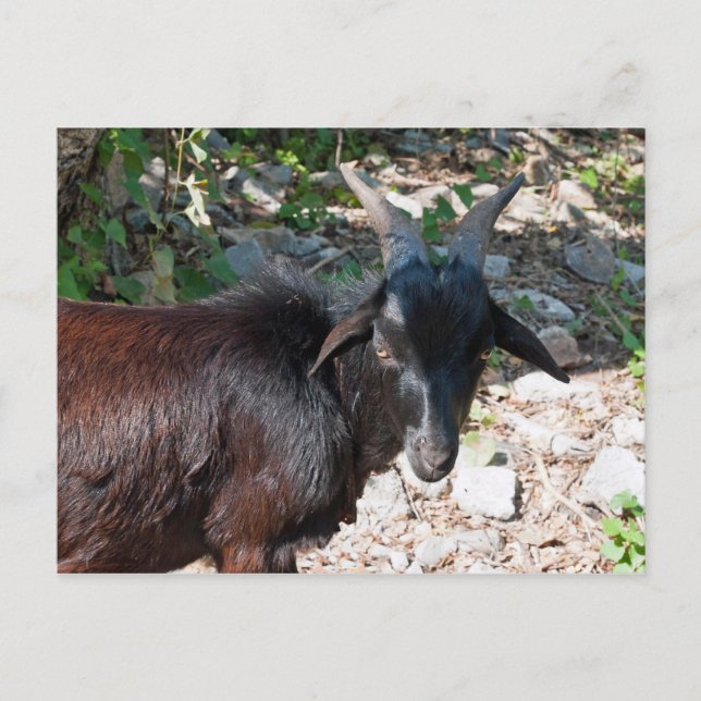 Goat Postcard (Front)