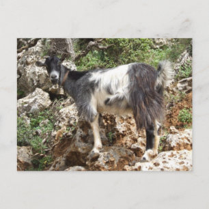 Goat Postcard