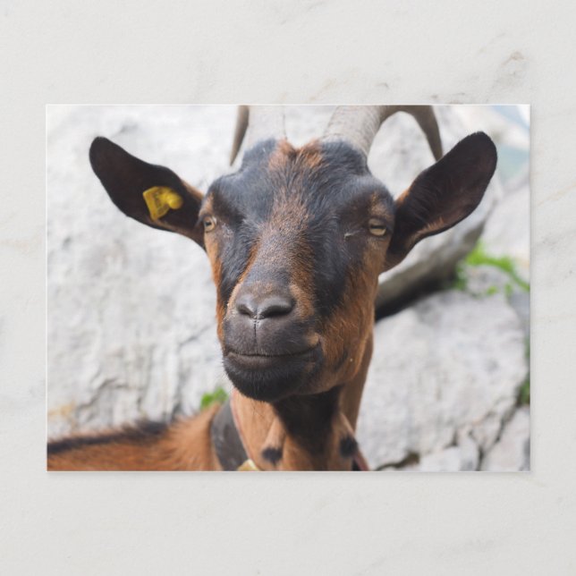 Goat Postcard (Front)