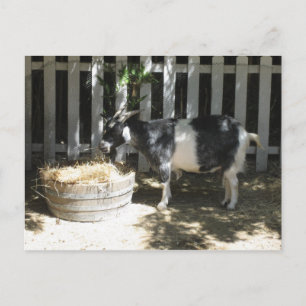 goat postcard