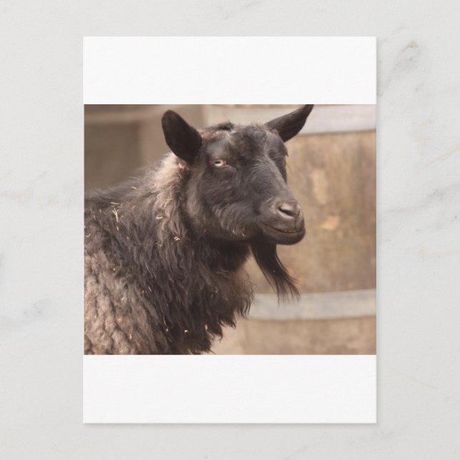 Goat Postcard (Front)